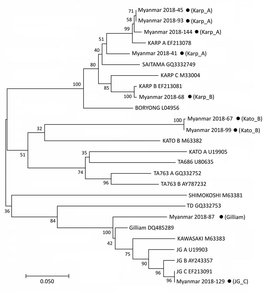 Phylogenetic tree constructed on the basis of Orientia tsutsugamushi tsa56 gene sequences for scrub typhus patients in Myanmar (black dots) and reference sequences. The tree was constructed using the maximum likelihood method with MEGA7 (http://www.megasoftware.net). The tsa56 gene sequences identified in this study are indicated by black circles and compared with 17 representative genotype sequences reported by a previous study (1). The percentage of replicate trees in which the associated geno