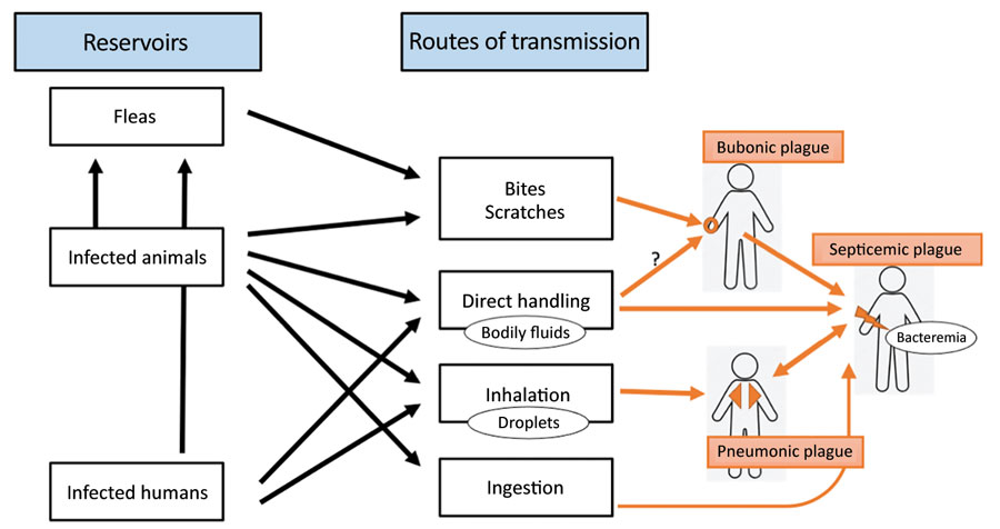 Reservoirs of Yersinia pestis and transmission routes leading to different forms of plague. Black arrows indicate links between infection sources and transmission routes. Orange arrows indicate causality of different plague syndromes according to transmission routes.