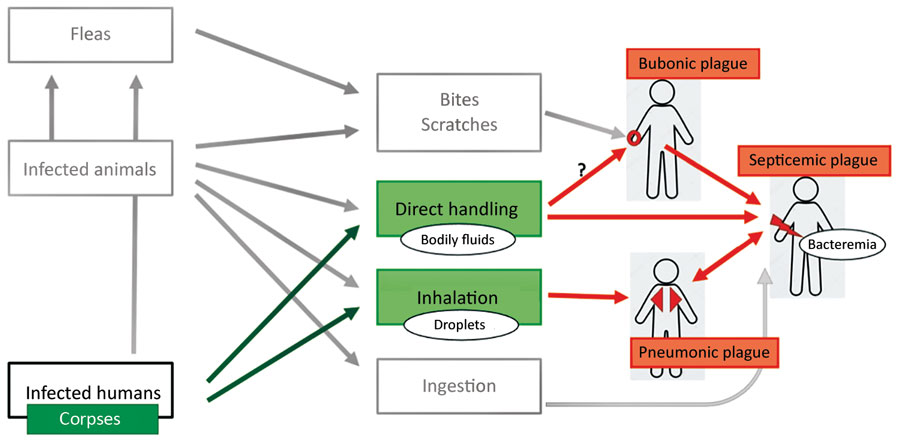 Potential plague transmission routes from human corpses. Black arrows indicate links between infection sources and transmission routes. Orange arrows indicate causality of different plague syndromes according to transmission routes.