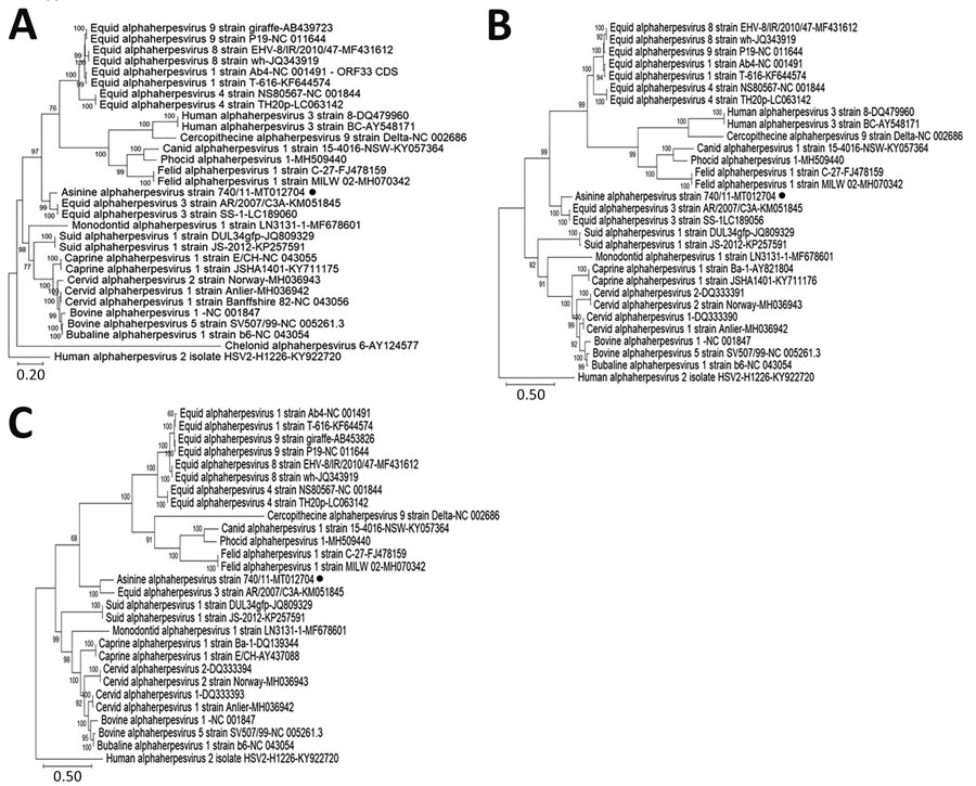 Phylogenetic trees based on the full-length nucleotide sequence of different target genes from the AsHV/Bari/2011/740 strain isolated from a donkey dairy herd, Bari, Italy (black dots), or retrieved from the International Committee on Taxonomy of Viruses database. A) Glycoprotein B; B) glycoprotein C; C) glycoprotein D. Posterior output of the tree was derived from maximum-likelihood inference using a general time-reversible model, a proportion of invariable sites, a gamma distribution of rate variation across sites, and a subsampling frequency of 1,000. Posterior probability values >70% are indicated on the tree nodes. Human alphaherpesvirus 2 isolate HSV-2-H1226 (genus Simplesvirus) strain (GenBank accession no. KY922720) was used as an outgroup. Scale bars indicate nucleotide substitutions per site. AsHV, asinine herpesvirus. 