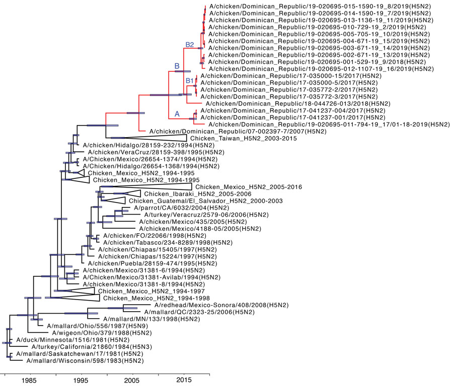 Relaxed clock molecular phylogenetic tree for hemagglutinin gene of low pathogenicity avian influenza (H5N2) viruses, Dominican Republic. The phylogenetic relationships and temporal evolutionary history have been estimated by molecular clock analysis. Red text indicates the monophyletic Dominican Republic influenza H5N2 viruses. Node bars indicate 95% credibility intervals on node ages. Scale bar shows time in years.