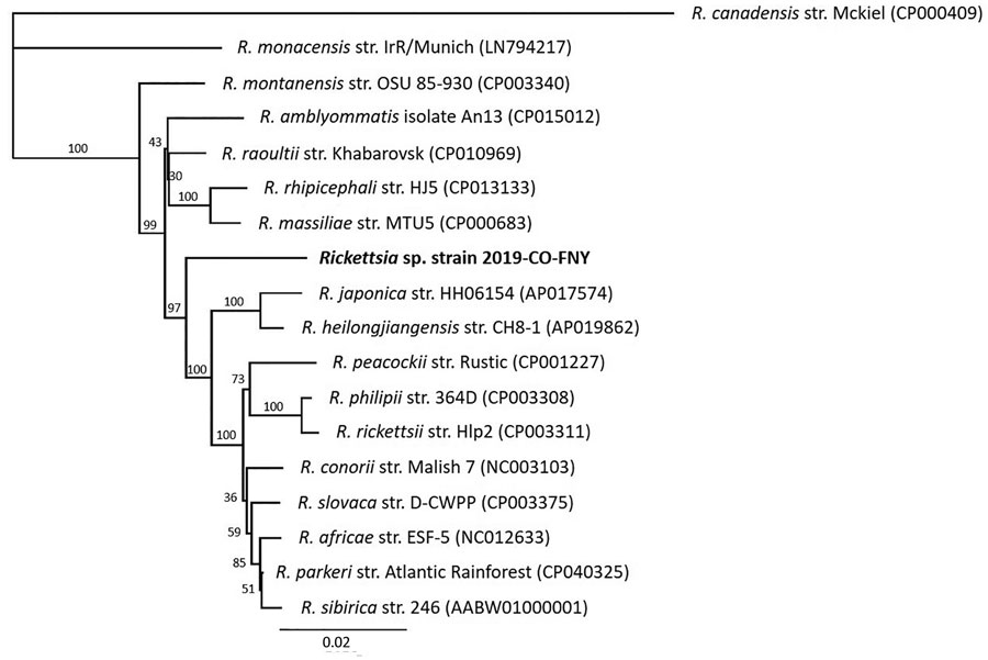 Multilocus phylogenetic tree of Rickettsia spp. obtained from a dog with Rocky Mountain spotted fever–type symptoms in 2019 (bold) compared with reference sequences. We noted 3 dogs with RSMF symptoms. Rickettsia DNA were identical among all 3 cases; however, complete sequences from all 5 regions were obtained only from case 3, which we used to represent the novel Rickettsia species strain 2019-CO-FNY. We used 2,576 nucleotides concatenated from regions within 3 genes (gltA, htrA, and ompA) and 2 intergenic spacer regions (23S-5S and mmpA-purC). We used the maximum-likelihood method and Tamura-Nei model (6,7) optimized for branch length, topology, and substitution rate to assemble the tree by using the PhyML 3.3.20180621 plugin in Geneious Prime 11.0.0+7 (https://www.geneious.com). Numbers at nodes indicate bootstrap percentages obtained from 1,000 resamplings. Numbers in parentheses are GenBank accession numbers. The tree is drawn to scale. Scale bar indicated the number of nucleotide substitutions per site. 