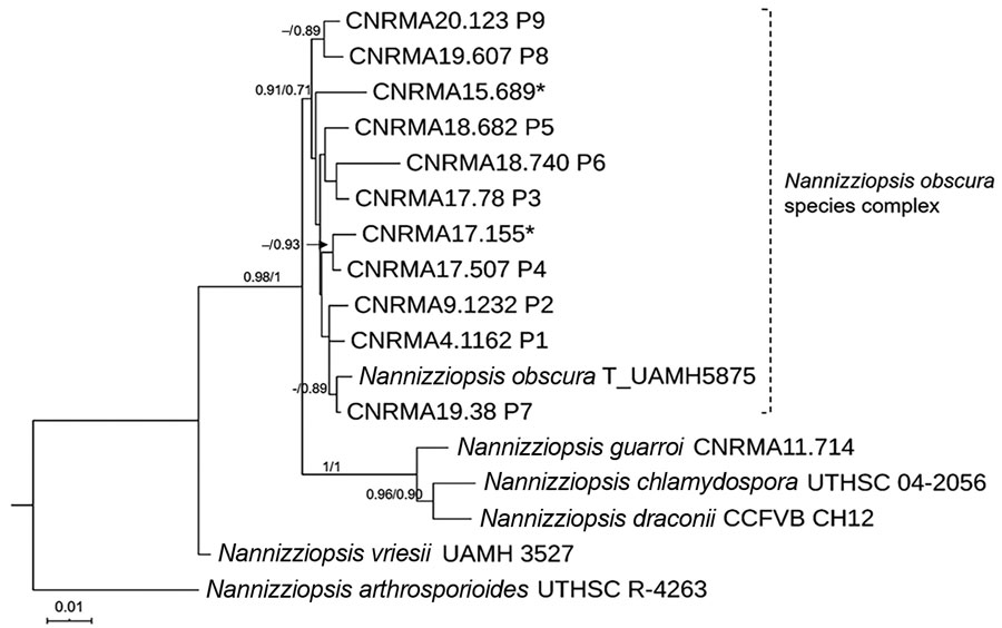 Maximum-likelihood tree obtained from combined large subunit ribosomal DNA, actin, and internal transcribed spacer 2 sequence data obtained from genomic analysis of Nannizziopsis obscura isolates from 9 patients from West Africa, France, 2004–2020, and reference sequences. Neighbor-joining bootstrap values or maximum-likelihood values are indicated on the branches. Support branch values &lt;70% are not shown. Culture collection numbers appear next to sequences retrieved from GenBank, and type st