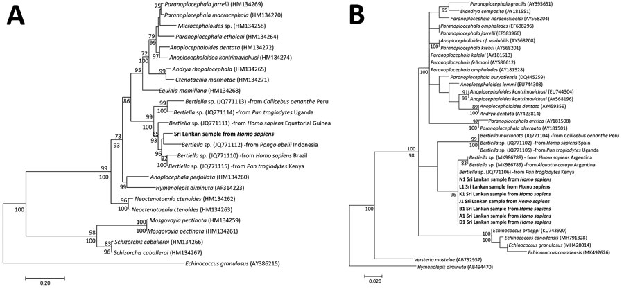 Molecular phylogeny of the mitochondrial markers in a study of Bertiella tapeworms in children in Sri Lanka. Bold text indicates B. studeri samples from Sri Lanka. A) Maximum-likelihood tree containing 25 taxa constructed by the analysis of partial NAD1 sequence alignment. B) Maximum-likelihood tree containing 37 taxa was constructed by the analysis of partial COX1sequence alignment. Numbers above the nodes indicate the percentages of 1,000 nonparametric bootstrap pseudoreplicates (&gt;70) and b