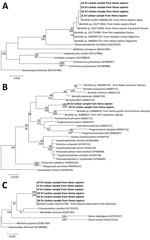 Thumbnail of Molecular phylogeny of the nuclear ribosomal markers in study of Bertiella tapeworms in children in Sri Lanka. Bold text indicates Bertiella studeri samples from Sri Lanka. A) Maximum-likelihood tree containing 17 taxa, constructed by the analysis of partial ITS2 sequence alignment. B) Maximum likelihood tree containing 24 taxa, constructed by the analysis of partial 28S sequence alignment. C) Maximum-likelihood tree containing 13 taxa, constructed by the analysis of partial 18S seq