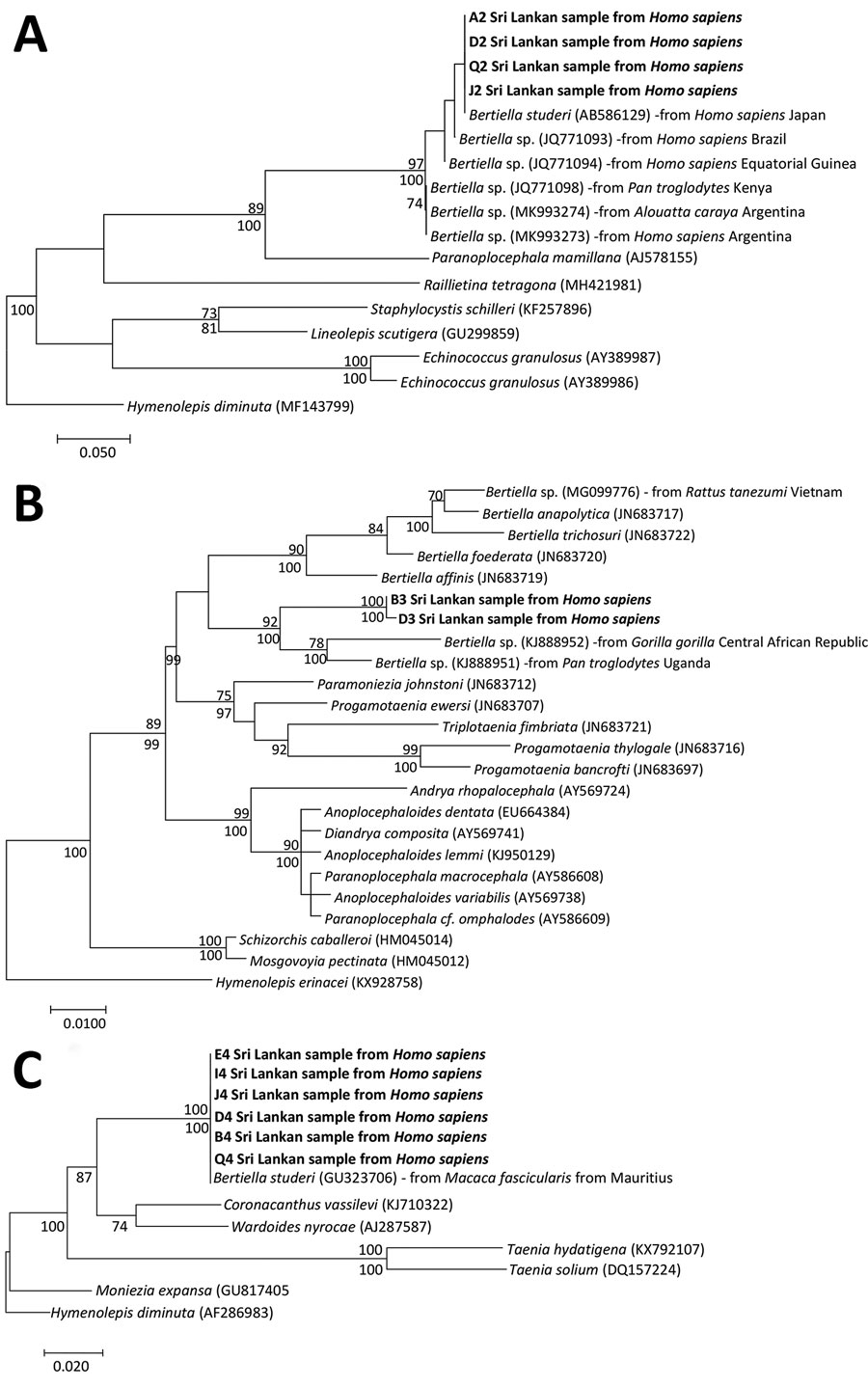 Molecular phylogeny of the nuclear ribosomal markers in study of Bertiella tapeworms in children in Sri Lanka. Bold text indicates Bertiella studeri samples from Sri Lanka. A) Maximum-likelihood tree containing 17 taxa, constructed by the analysis of partial ITS2 sequence alignment. B) Maximum likelihood tree containing 24 taxa, constructed by the analysis of partial 28S sequence alignment. C) Maximum-likelihood tree containing 13 taxa, constructed by the analysis of partial 18S sequence alignme