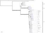 Thumbnail of Phylogenetic tree of 38 Saprochaete clavata isolates, including isolates from outbreak of Saprochaete clavata at the Institut Paoli-Calmettes, Marseille, France, February 2016–December 2017. The unrooted maximum-likelihood tree was inferred from 12,053,164 nt characters with evolutionary model HKY (Hasegawa, Kishino, and Yano, 1985) + FO (base frequencies optimized by ML) + I (proportion of invariable sites optimized by ML). Thick branches are supported by &gt;70% bootstrap supports