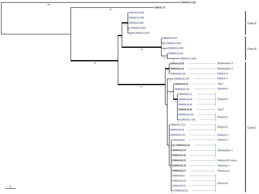 Phylogenetic tree of 38 Saprochaete clavata isolates, including isolates from outbreak of Saprochaete clavata at the Institut Paoli-Calmettes, Marseille, France, February 2016–December 2017. The unrooted maximum-likelihood tree was inferred from 12,053,164 nt characters with evolutionary model HKY (Hasegawa, Kishino, and Yano, 1985) + FO (base frequencies optimized by ML) + I (proportion of invariable sites optimized by ML). Thick branches are supported by &gt;70% bootstrap supports (500 replica