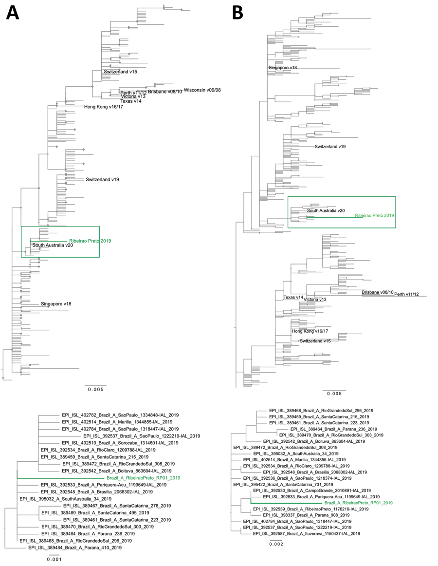 Maximum-likelihood phylogenetic tree of hemagglutinin (A) and neuraminidase (B) of influenza A(H3N2) virus detected in blood donation, Brazil. A total of 264 hemagglutinin and 419 neuraminidase sequences from seasonal strains circulating during 2011–2019 and available in GISAID (https://www.gisaid.org) were used to estimate the phylogenetic relationships with the influenza A virus detected in Ribeirao Preto, Brazil. Green indicates the H3N2 strain obtained from blood donor from Ribeirao Preto; d