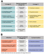 Genetic determinants that contribute to the distinction of clonal lineages and lifestyle of Staphylococcus saprophyticus. The graph displays determinants that contribute (A) and mediate (B) adaptation of S. saprophyticus to either infection or contamination. We used the genome-wide association study (GWAS) method to identify genetic factors by using 2 association comparisons: lineage G versus lineage S and human infection versus surface contamination. We used the pairwise comparison and included a core-SNP phylogenetic tree without recombination to remove the lineage effect in the analysis. Hits with Benjamini Hochberg corrected p<0.05 and odds ratio >1 were considered statistically significant. We grouped the identified genes into biologic functions based on gene annotation predicted by Prokka (https://vicbioinformatics.com/software.prokka.shtml). Some genetic factors that were associated with infections and contamination also were associated with the lineages despite subjecting the GWAS to lineage correction. 