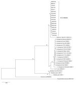 Thumbnail of Phylogenetic analyses of sequences of the 16S rRNA gene (rrs) from scrub typhus cases in Chile compared with those from different Orientia and Rickettsia species and other microorganisms. We inferred the evolutionary history by using the maximum-likelihood method based on the Kimura 2-parameter model (21), according to the Bayesian information criterion for these sequences. The analysis involved 39 nt sequences and a total of 875 positions in the final dataset. The trees is drawn to