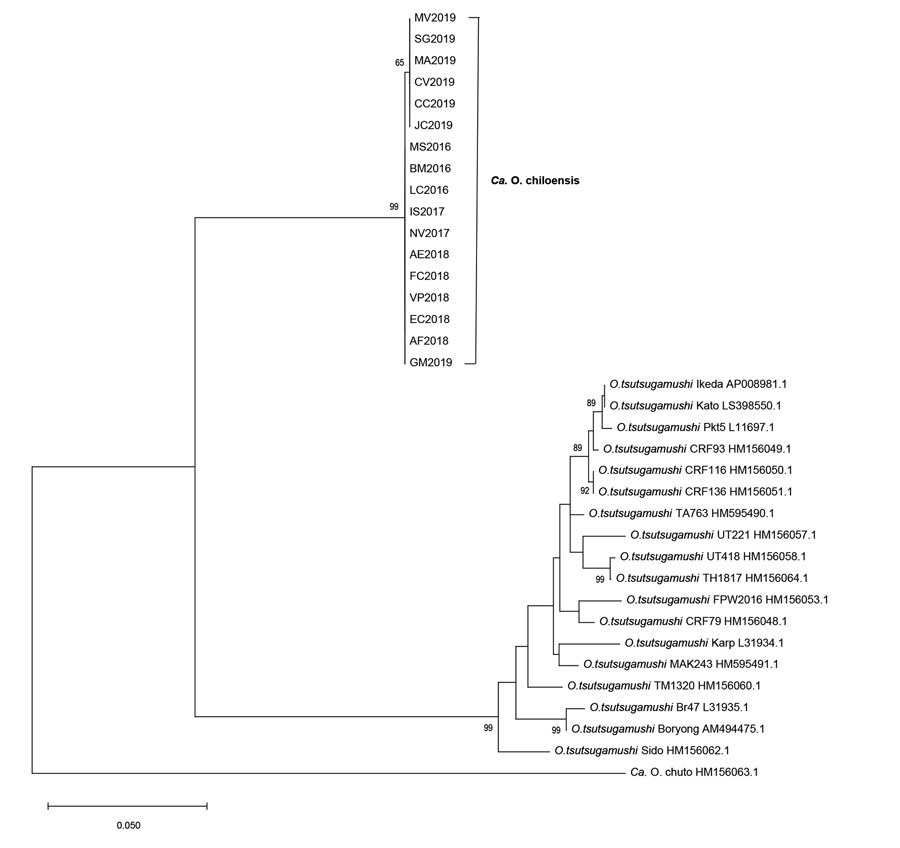 Phylogenetic analyses of sequences of the 47-kDa gene (htrA) from scrub typhus cases from Chile in comparison to different Orientia species. For the phylogenetic tree, the maximum-likelihood method based on the Hasegawa-Kishino-Yano model was applied (22). A discrete gamma distribution was used to model evolutionary rates differences among sites. The analysis involved 37 nucleotide sequences and a total of 736 positions in the final dataset. The tree is drawn to scale, with branch lengths measur