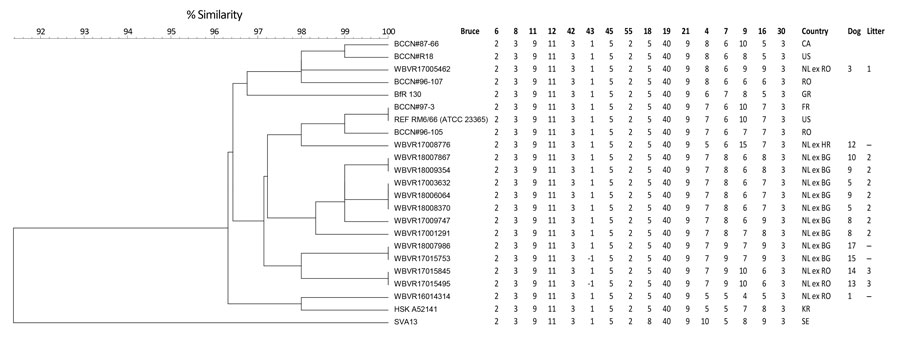 Multilocus variable-number tandem-repeat analysis 16 clustering analysis of 14 Brucella canis isolates (indicated with prefix WBVR, chronologically numbered) in conjunction with reference strains. Numbers indicate repeats per locus for different B. canis isolates; when unknown, the number is −1. BG, Bulgaria; CA, Canada; ex, dog imported from; FR, France; GR, Greece; HR, Croatia; KR, South Korea; NL, the Netherlands; REF, reference strain; RO, Romania; SE, Sweden; US, United States; WBVR, Wageningen Bioveterinary Research.
