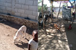 Dogs receiving oral rabies vaccines have the potential to expose community members, particularly children, Haiti. Oral rabies vaccines must be safe for dogs as well as the humans and animals that live near dogs. Children particularly are at risk for exposure to oral rabies vaccines through bites and licks from recently vaccinated dogs or when vaccines are left in the community. The unintended contact with the vaccine can be effectively reduced when a hand-out model (removal of unconsumed or partly ingested baits) is used.