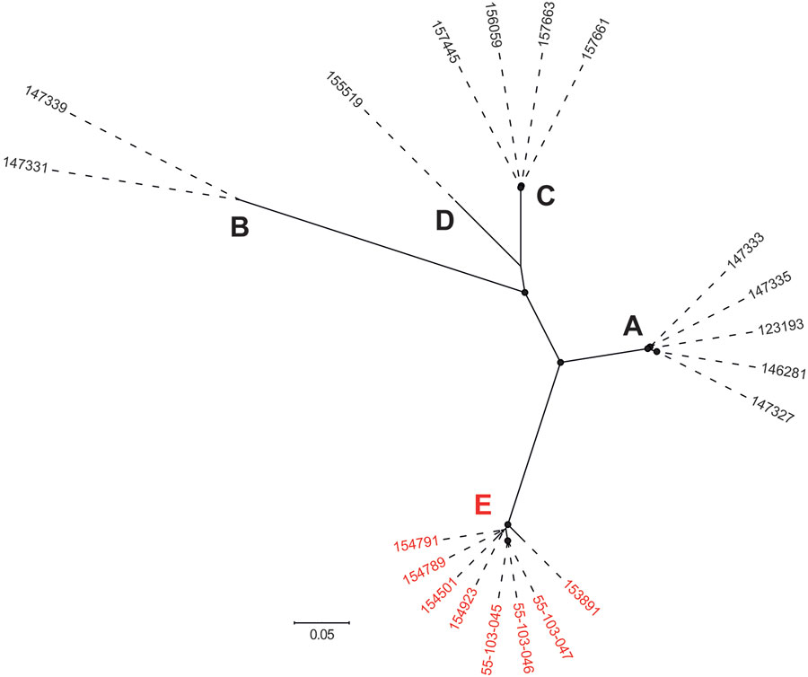Maximum-likelihood phylogeny showing the genetic diversity of the 20 IEC-harboring ΦSa3int prophages identified in livestock-associated methicillin-resistant Staphylococcus aureus CC398 isolates from North Denmark Region, Denmark. Capital letters indicate phylogenetic clusters (A–E). Red text indicates ΦSa3int prophages harboring both immune evasion cluster and tarP (cluster E). The phylogeny was estimated for 795 high-quality core SNPs. Filled circles at nodes indicate bootstrap values >90%. Scale bar represents number of nucleotide substitutions per variable site.