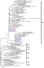 Thumbnail of Phylogenetic analysis of 150 severe acute respiratory syndrome coronavirus 2 representative genome sequences, including genomes collected in Italy (blue) and sequences identified for this study at the National Institute for Infectious Diseases (red). Available genomes were retrieved from GISAID (https://www.gisaid.org) on April 10, 2020; we discarded sequences with low coverage depth (low amount of read sequenced) or low coverage length (not complete genome sequences). Representativ