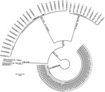 Thumbnail of Unrooted maximum-likelihood phylogenetic tree based on Dracunculus spp. mitochondrial marker cytochrome oxidase C subunit I sequences from a dog in Toledo, Spain, 2018, and reference sequences. Node support values represent results of ultrafast bootstrapping before and the Shimodaira-Hasegawa approximate likelihood ratio test after the slash. Labels at end nodes represent GenBank accession numbers. Scale bar indicates substitutions per site.