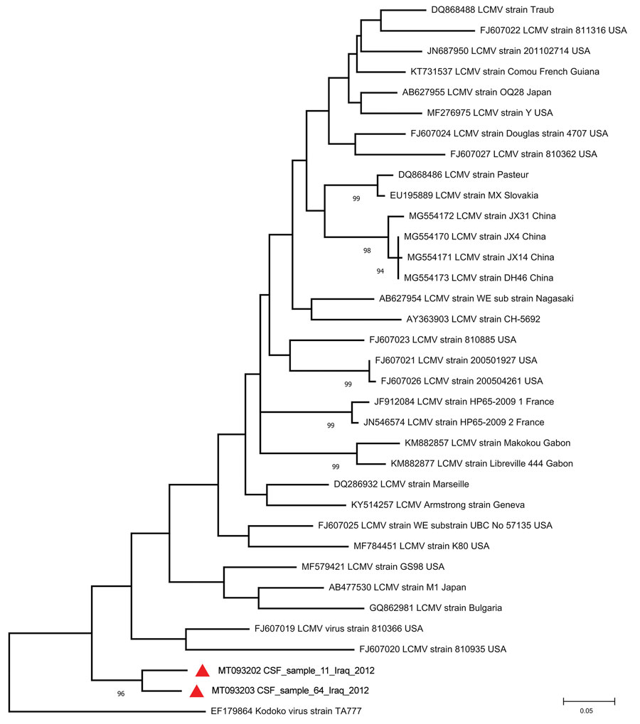 Phylogenetic tree of lymphocytic choriomeningitis virus strains detected in southern Iraq (red triangles) and reference sequences. GenBank accession number, strain name, and country of origin are indicated for reference sequences. Bootstrap support values >70 are shown at the nodes. The phylogenetic tree was constructed using MEGA version 7 (https://www.megasoftware.net) and the maximum-likelihood algorithm on the basis of partial large segments of Kodoko virus and partial large segment sequences corresponding to sites 3210–3604 of strain Armstrong (accession no. NC_004291). Scale bar indicates substitutions per nucleic acid site. CSF, cerebrospinal fluid.