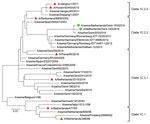 Phylogenetic tree based on amino acid sequences of the hemagglutinin 1 of Eurasian avian-like swine influenza A(H1N1) virus isolates from a pig farmer and his pigs (green circles), the Netherlands, and reference sequences (see Table 2). Red triangles indicate reference sequences from humans. Phylogenetic relationships were estimated by using the maximum-likelihood method in MEGA7 software (https://www.megasoftware.net) and the Jones-Taylor-Thornton substitution model with a gamma distribution of among-site rate. Branch length is proportional to genetic distance. Scale bar indicates amino acid substitutions per site.
