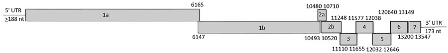 Genomic organization of hedgehog arterivirus-1. The genome arrangement resembles those of classical arteriviruses with open reading frames (ORFs) 1a/1b, 2a, 2b, 3, 4, 5, 6, and 7 that encode the polyproteins 1a/1ab, envelope protein, glycoproteins 2b–5, and membrane and nucleocapsid proteins, respectively. ORF1a and ORF1b are joined through a −1 ribosomal frameshift, encoding replicase precursor polyproteins pp1a/pp1ab. UTR, untranslated region.