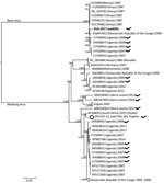 Midpoint-rooted, maximum-likelihood phylogeny of complete and near-complete MARV and RAVV genomes. Phylogenetic tree shows evolutionary relationships of marburgvirus detected in a rectal swab sample from a subadult Egyptian rousette female bat (Rousettus aegyptiacus) in Matlapisi Cave, Limpopo Province, South Africa, 2017 (black filled circle; GenBank accession no. MT321489), and reference viruses, including the SPU191-13 bat 2764 Mahlapitsi strain (white circle; GenBank accession no. MG725616), detected in the same cave in July 2013. Complete and near-complete genome sequences from GenBank (accession numbers indicated) were aligned with the partial MARV sequence obtained from RSA-8095bat using MUSCLE version 3.8.31 (https://www.drive5.com/muscle), and RAxML version 8.2.10 (https://cme.h-its.org/exelixis/web/software/raxml/index.html) was used to infer the best-scoring maximum-likelihood tree after 1,000 bootstrap replicates. Node values indicate the bootstrap support values. Genomes isolated from bats are shown using a bat symbol. Scale bar indicates nucleotide substitutions per site. MARV, Marburg virus; RAVV, Ravn virus.