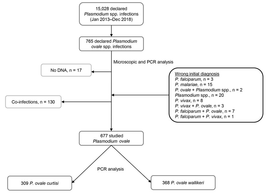 Flow-chart of the retrospective study analyzing characteristics of Plasmodium ovale wallikeri and P. ovale curtisi infections treated in France during January 2013–December 2018. All reported P. ovale infection cases were confirmed with microscopy and PCR analysis, and co-infections were excluded. A total of 59 P. ovale isolates initially misdiagnosed by the hospital correspondent were added. A total of 677 P. ovale infection cases were included in the study.