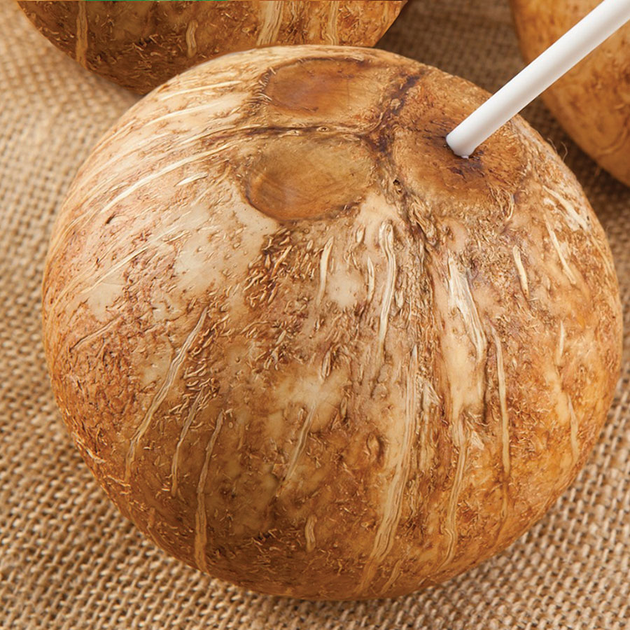 The type of ecologically grown coconut involved in the case of a 69-year old Caucasian man in Aarhus, Denmark, who died of poisoning with 3-nitropropionic acid from coconut water spoiled with the fungus Arthrinium saccharicola. The coconut was commercially prepared, including removal of the husk, and was sold as ready-to-drink, with an included punch and straw for easy access to the carpels (holes) and the coconut water. 
