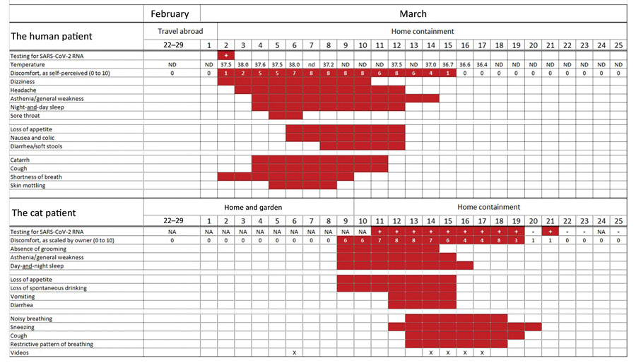 Timeline of disease course for human and cat with SARS-CoV-2 infection, by days from illness onset according to the cat owner, Belgium, February 22–March 25, 2020. NA, not available; ND, not determined; SARS-CoV-2, severe acute respiratory syndrome coronavirus 2.