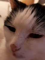 Thumbnail of Close-up of cat’s face showing open-mouth breathing, suggesting severe dyspnea, nasal/nasopharyngeal obstruction, or both. The cat appears to be exhausted (March 15, 2020).