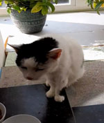 Thumbnail of Dry and deep cough with terminal retch and restrictive breathing pattern, suggestive of substantial parenchymal involvement. Cat is emaciated (March 17, 2020).