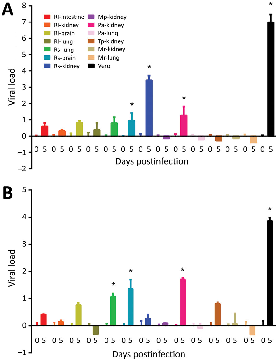 Susceptibilities of 13 bat cell lines to infection by SARS-CoV (A) and SARS-CoV-2 (B) shown from harvest of supernatants and cell lysates at day 0 and 5 postinfection. Viral titers and β-Actin mRNA were determined by real-time quantitative reverse transcription PCR. Viral load is expressed as normalized fold change in log10. Error bars indicate SDs of triplicate samples. Bat cell lines are listed by species and organ. Vero cells served as controls. Asterisk (*) indicates p<0.05 and increase in viral load >1 log10. Mp, Miniopterus pusillus, Mr, Myotis ricketti; Pa, Pipistrellus abramus, Rl, Rousettus leschenaultii, Rs, Rhinolophus sinicus, Tp, Tylonycteris pachypus. SARS-CoV, severe acute respiratory syndrome coronavirus.