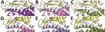 Structural modeling of the human (A, D), Rhinolophus sinicus bat (Rs-bat) (B, E), and Pipistrellus abramus bat (Pa-bat) (C, F) ACE2 with the receptor-binding domain (RBD) of the spike proteins of SARS-CoV and SARS-CoV-2. The models of RBDs of SARS-CoV and SARS-CoV-2 (yellow) are shown with human (purple), Rs-bat (pink). and Pa-bat (green) ACE2 structures in ribbon diagrams. The interface of different RBDs and human/bat ACE2 are shown and the residues with potential impact on binding affinity are shown in ball-and-stick format. Images were produced using Discovery Studio visualizer (Accelrys, https://www.accelrys.com).