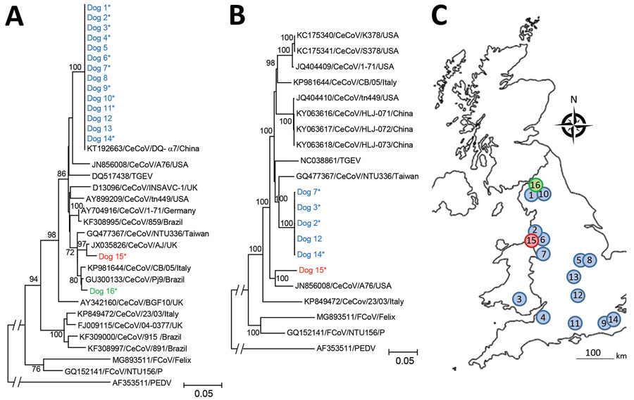 Phylogenetic analysis of canine enteric coronavirus strains, including locations were sequences were obtained, in investigation of dogs with vomiting, United Kingdom. Trees are based on nucleotide sequences for M-gene (final alignment 299 positions) (A) and whole genome (final alignment 26,564 positions) (B). Evolutionary analysis was performed using the neighbor-joining method. Bootstrap testing using 1,000 replicates was applied; only values >70 are indicated. Sequences identified in this study are indicated in blue (strain 1), red (strain 2), and green (strain 3). Asterisks (*) indicate samples from animals meeting the case definition. Each phylogeny included closest matches in GenBank, as well as representative published canine coronavirus, feline coronavirus, and transmissible gastroenteritis virus isolates. Scale bars indicate substitutions per site. C) Approximate geographic location of sequences obtained in this study, number- and color-matched to sequences shown in panels A and B.