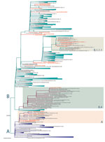 Thumbnail of Maximum-likelihood phylogenetic tree of severe acute respiratory syndrome coronavirus 2 (SARS-CoV-2) genomes in Uganda. The full SARS-CoV-2 genomes used for phylogenetic lineage nomenclature (A. Rambaut et al., unpub. data, https://doi.org/10.1101/2020.04.17.046086) as defined on May 19, 2020, were retrieved from GISAID (http://www.gisaid.org) (8). Identical sequences were removed, and a total of 395 global representative sequences from each phylogenetic lineage type were selected f