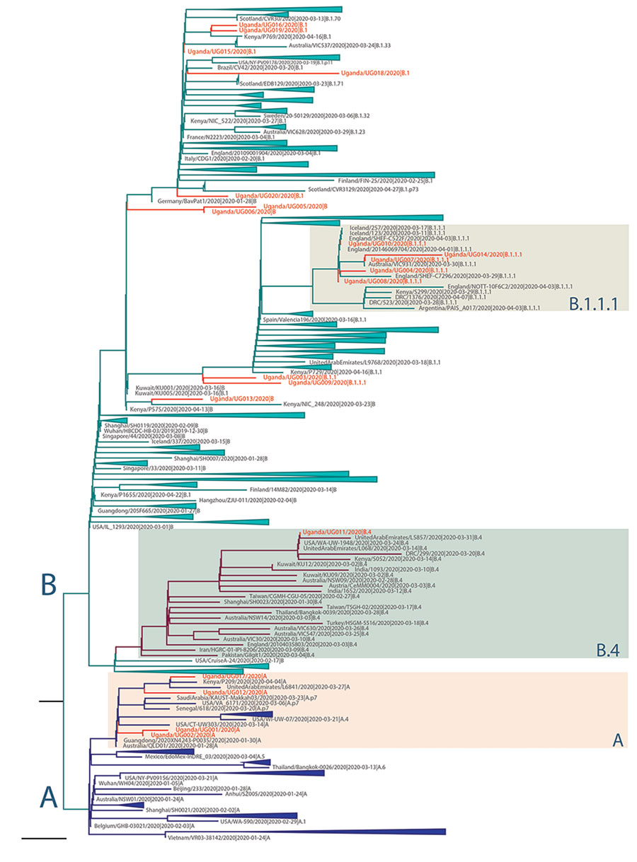 Maximum-likelihood phylogenetic tree of severe acute respiratory syndrome coronavirus 2 (SARS-CoV-2) genomes in Uganda. The full SARS-CoV-2 genomes used for phylogenetic lineage nomenclature (A. Rambaut et al., unpub. data, https://doi.org/10.1101/2020.04.17.046086) as defined on May 19, 2020, were retrieved from GISAID (http://www.gisaid.org) (8). Identical sequences were removed, and a total of 395 global representative sequences from each phylogenetic lineage type were selected for further ph