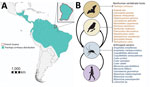 Tonate virus hosts and cycles for study of Venezuelan equine encephalitis complex alphavirus in bats, French Guiana. A) Geographic location of French Guiana in South America and distribution of fringe-lipped bats according to the International Union for Conservation of Nature Red List (https://www.iucnredlist.org/). B) Schematic transmission cycles of TONV according to data from this study and preliminary studies (5,6).