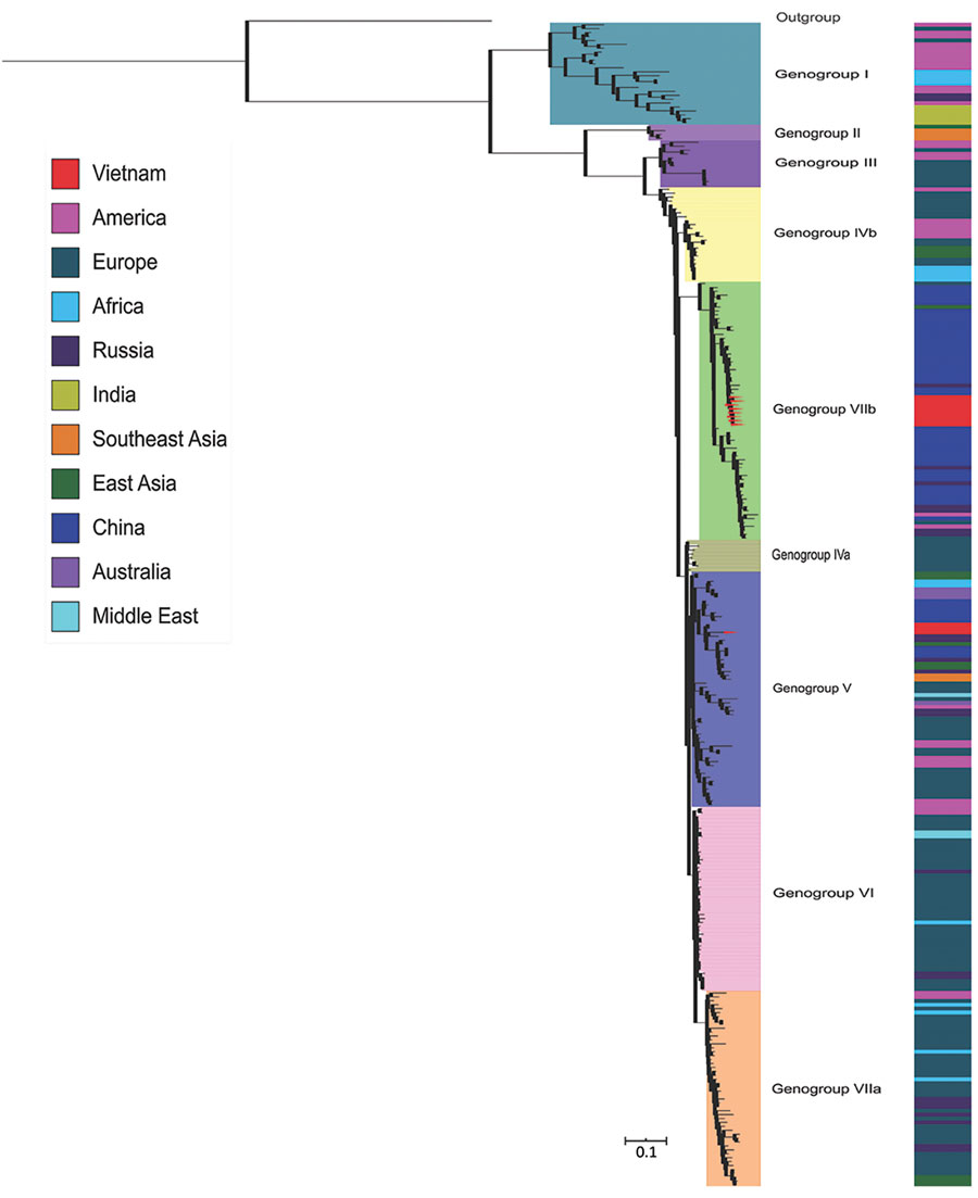 Phylogenetic tree of 298 complete viral protein 1 sequences of echovirus 30 (876 nt) isolated from cerebrospinal fluid samples of patients with suspected central nervous system infection, Vietnam, December 2012–October 2016. The inner color strip indicates 7 genogroups. The outer colorstrip indicates different countries of echovirus 30 isolates included in the tree. The outgroup is echovirus 21 Farina.