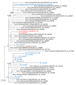 Phylogenetic analysis of SARS-CoV-2 full genome from an infected cat and the human index case-patient, Hong Kong, China. A virus sequenced directly from a tiger in a zoo in United States was included in this analysis. Virus genome alignment was prepared and manually trimmed at genome 5¢ and 3¢ ends for low-alignment quality. A resulting alignment of 29,655 nt was analyzed by using PhyML (http://www.atgc-montpellier.fr) and the generalized time reversible nucleotide substitution model. Branch support identified by using the fast approximate likelihood ratio test are shown at major nodes. The Hong Kong feline virus from cat 1 and that of its owner are shown in red. Canine and human viruses from Hong Kong, including from the dogs’ owners (HK_case 163 and HK_case 85) are shown in blue. Numbers along branches are bootstrap values. Scale bar indicates nucleotide substitutions per site. SARS-CoV-2, severe acute respiratory syndrome coronavirus 2.