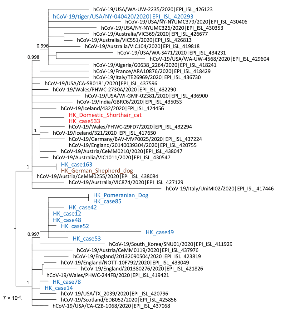 Phylogenetic analysis of SARS-CoV-2 full genome from an infected cat and the human index case-patient, Hong Kong, China. A virus sequenced directly from a tiger in a zoo in United States was included in this analysis. Virus genome alignment was prepared and manually trimmed at genome 5¢ and 3¢ ends for low-alignment quality. A resulting alignment of 29,655 nt was analyzed by using PhyML (http://www.atgc-montpellier.fr) and the generalized time reversible nucleotide substitution model. Branch support identified by using the fast approximate likelihood ratio test are shown at major nodes. The Hong Kong feline virus from cat 1 and that of its owner are shown in red. Canine and human viruses from Hong Kong, including from the dogs’ owners (HK_case 163 and HK_case 85) are shown in blue. Numbers along branches are bootstrap values. Scale bar indicates nucleotide substitutions per site. SARS-CoV-2, severe acute respiratory syndrome coronavirus 2.