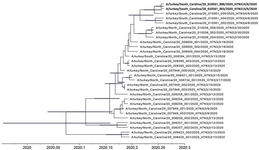 Time-scaled Bayesian maximum clade credibility tree of the concatenated whole genome of highly pathogenic avian influenza A(H7N3) viruses from South Carolina (bold) and North Carolina, USA. Node bars represent 95% Bayesian credible intervals for estimates of common ancestry.