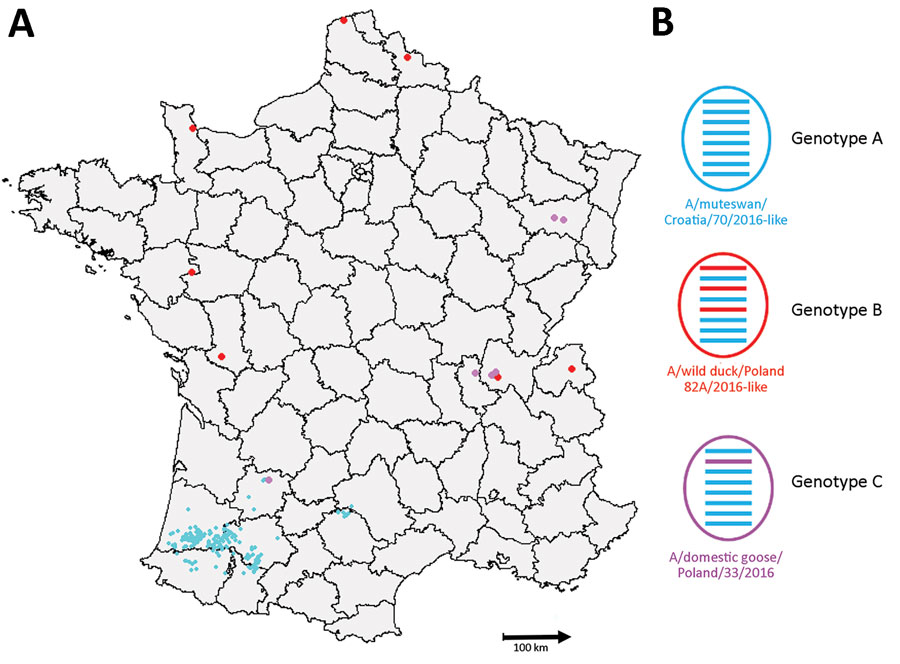 Distribution of the 3 detected genotypes of highly pathogenic avian influenza H5N8 viruses, France, 2016–17. A) Geographic distribution of genotypes. B) Representation of viral genome. Horizontal bars correspond to the 8 gene segments of each characterized genotype. Segments colored according to phylogenetic cluster.