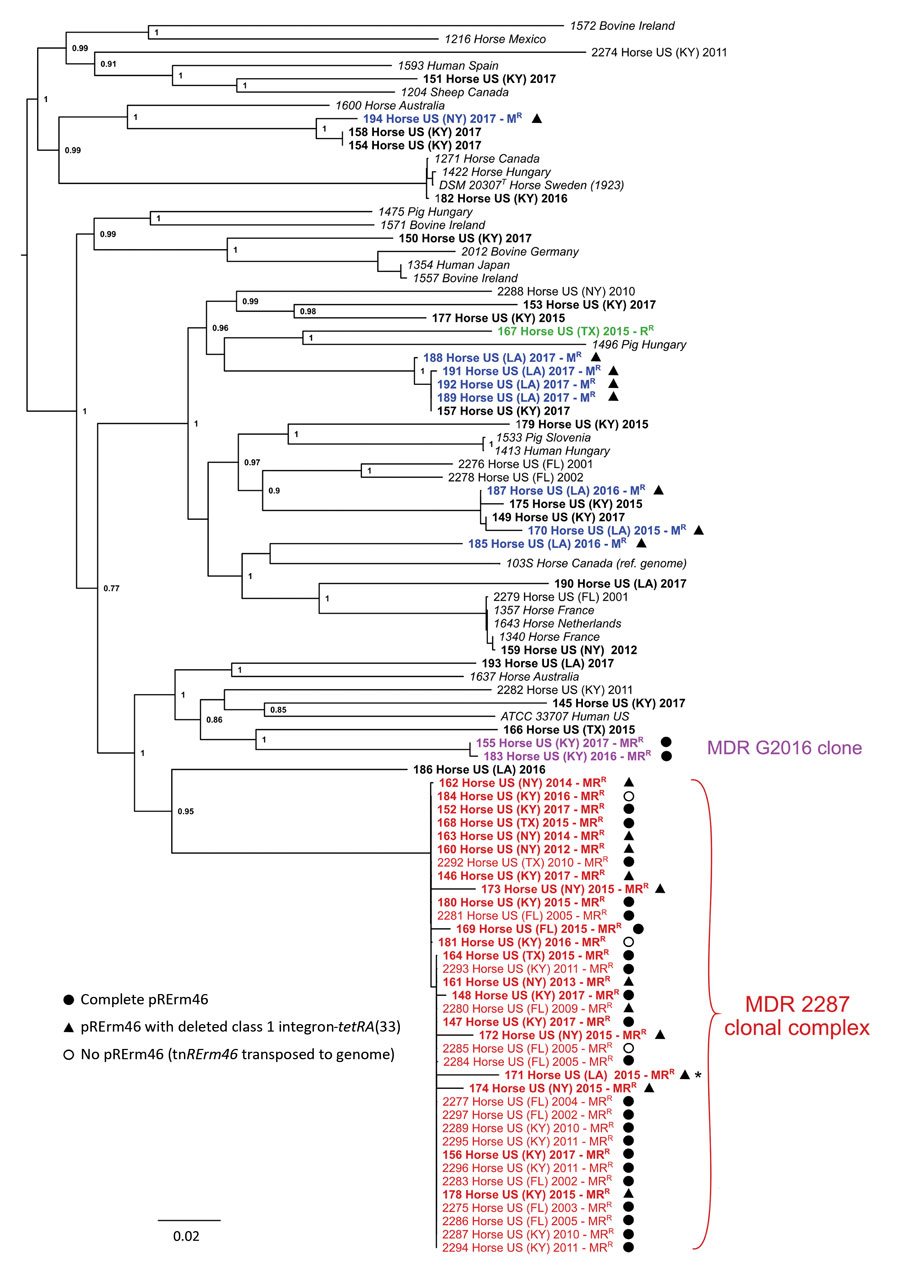 Spread and phylogenetic relationships of MDR Rhodococcus equi, United States. Phylogenetic tree of 93 R. equi isolates based on core-genome single-nucleotide polymorphism analysis by using ParSNP (18). The genomes analyzed are from 58 erm(46)-positive MR isolates, 24 control-susceptible isolates from same period and geographic origins, and 23 isolates representative of the genomic diversity of R. equi, including the reference genome 103S (33) and the type strain DSM 20307T (Appendix Table 1). Tip labels show year of collection and resistance phenotype for the 2001–2017 equine clinical isolates analyzed (the 50 genomes determined in this study are shown in bold, and other genomes are from previous study [15]). Red indicates MDR 2287 clonal complex, violet indicates novel MDR G2016 clone, blue indicates genetically diverse MR isolates recovered from a farm in Louisiana during 2015–2017 (MDR 2287 isolate from which they likely acquired the pRErm46 plasmid is indicated by an asterisk), and green indicates an RR isolate (rpoB S531K mutation). pRErm46 carriage status is indicated by symbols. Tree graph constructed with FigTree (http://tree.bio.ed.ac.uk/software/figtree). MDR, multidrug-resistant; MR, macrolide-resistant; MRR, dual macrolide/rifampin resistant; RR, rifampin-resistant. 