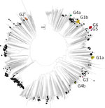 Neighbor-joining tree of 3D polymerase (3Dpol) sequences of echovirus 30 (E30) study samples and sequences from previously described E30 strains. The tree was constructed from Jukes-Cantor corrected nucleotide sequence distances in MEGA version 7.0 (https://www.megasoftware.net). Colored circles represent clades G1–G6 from this study; black circles represent 581 previously described E30 strains; and unlabeled branches represent all other species B types (n = 1,566) available in GenBank as of October 18, 2019. Scale bar indicates nucleotide substitutions per site.