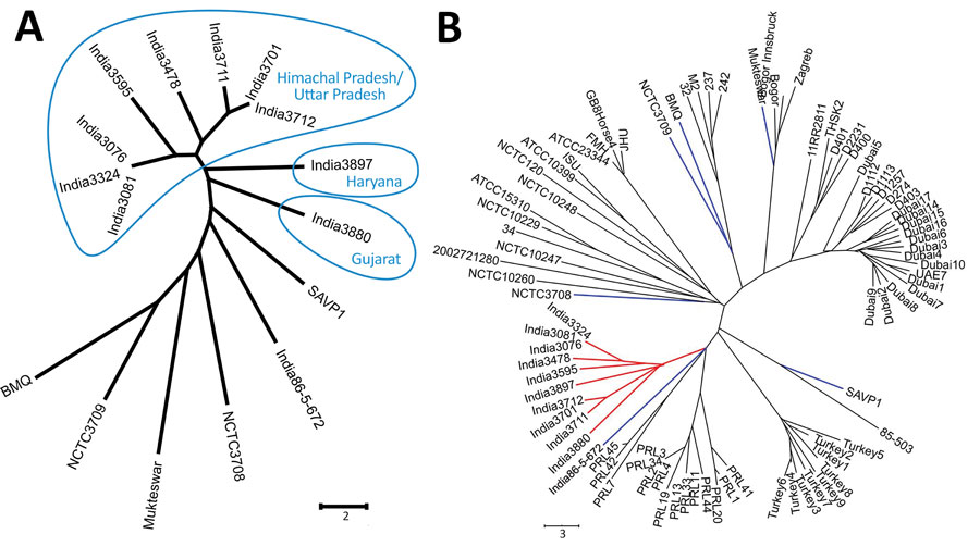 Minimum evolution trees based on 23 VNTR loci of 10 Burkholderia mallei isolates from Himachal Pradesh, Uttar Pradesh, Gujarat, and Haryana states, India, compared with reference sequences. A) Comparison of Himachal Pradesh–Uttar Pradesh cluster isolates (blue circles) with 6 older B. mallei isolates from India. B) Comparison of Himachal Pradesh–Uttar Pradesh cluster isolates (red branches) with 77 previously published B. mallei isolates, including the 6 others from India (blue branches). Scale bars indicate allelic differences.