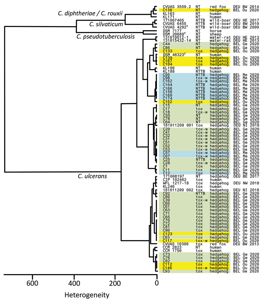 Dendrogram of Fourier-transformed infrared spectra of Corynebacterium spp. strains obtained from hedgehogs (Erinaceus europaeus), Flanders, Belgium, compared with spectra from several C. ulcerans isolates, including isolates from free-roaming red foxes (Vulpes vulpes) and wild boars (Sus scrofa scrofa) (1) and other well characterized and available isolates from animals and humans. Additional details for isolates were determined by using matrix-assisted laser desorption/ionization time-of-flight mass spectrometry (8). Country of origin: BEL, Belgium (region: Ge, Geraardsbergen [green]; Me, Merelbeke [blue]; Ou, Oudsbergen [yellow]); BE, Berlin; BY, Bavaria; DEU, Germany. NT, no tox gene; NTTB, nontoxic but tox-bearing (these are isolates that have the toxin gene, but do not produce toxins); T, type strain; Tox, toxigenic; tox-w, toxigenic (weak).