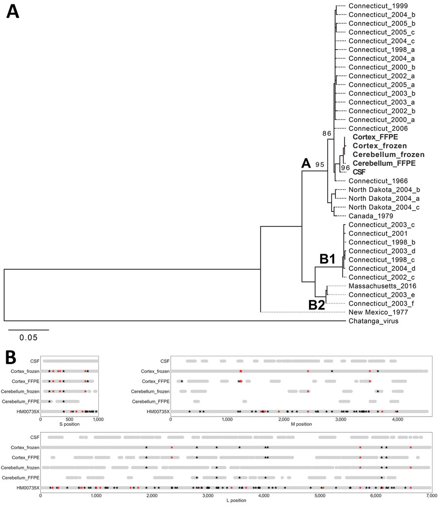 JCV genome analyses in a case of chronic JCV meningoencephalitis in a patient on rituximab, Boston, Massachusetts, USA. A) Maximum-likelihood phylogenetic tree of the coding region of the JCV small segment (nucleocapsid). Sequences from the patient (bold) were most closely related to a JCV strain isolated from Simsbury, Connecticut, USA (GenBank accession no. EF681842), with ≈70% bootstrap support. Clades A, B1, and B2 are as previously reported (9). B) Single-nucleotide polymorphisms (SNPs) observed between samples from patient in this study. The consensus genome derived from each sample was aligned to a mosquito-derived JCV sequence (GenBank accession nos. HM007356 [S segment], HM007357 [M segment], and HM007358 [L segment], all represented in the figure as HM00735X). For each sample in this study, the light gray bar indicates positions for which there was coverage of >3 reads. Using the sequence derived from CSF as the reference, positions with a SNP are marked with a star; black indicates a synonymous change, and red indicates a nonsynonymous change. Only high-confidence (confirmed) SNPs are shown in this figure; all SNPs observed are shown in Appendix Tables 3, 4. Sequence data is available under National Center for Biotechnology Information BioProject no. PRJNA662969 (GenBank accession nos. MW072986–MW073000). CSF, cerebrospinal fluid; FFPE, formalin-fixed, paraffin-embedded; JCV, Jamestown Canyon virus; L, large; M, medium; S, small. 