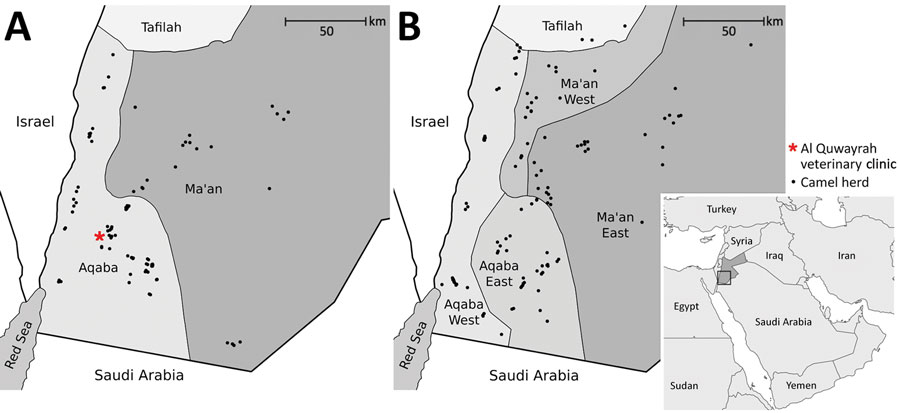 Location of camel herds sampled for Middle East respiratory syndrome coronavirus in southern Jordan, February 2014–December 2015 and October 2017–October 2018. A) 2014–2015 study; B) 2017–2018 study. Samples were taken from camels from 97 herds in the 2014–2015 study and from 121 herds in the 2017–2018 study. In the 2017–2018 study, because of local grazing movements, 3 herds selected from the Jordanian Ministry of Agriculture list for Ma’an West were sampled in the neighboring region, Tafilah, and results from these herds attributed to Ma’an West. 