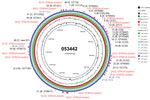 Circular genome map of CC4821 Neisseria meningitidis genome 053442 with BLAST (https://blast.ncbi.nlm.nih.gov/Blast.cgi) comparisons to the genomes of other sublineages. The innermost rings show guanine and cytosine (G+C) content (black) and G+C skew (negative in purple, positive in green) of genome 053442. The 4 outer rings show BLAST comparisons (using BLASTn and an E-value cutoff of 10.0) to the complete genome sequence of 053442 (red), Nm449 (green), Nm205 (pale blue), and Nm323 (blue); shading on rings indicates percentage identity as indicated in the key. Labels around the outer ring refer to the 46 HGT events involving 149 unique loci that are labeled with their possible donor strain. Red text indicates loci related to most common donors; blue text indicates those with serogroup A lineage donors. CC, clonal complex; HGT, horizontal gene transfer; Nm, N. meningitidis; ST, sequence type.