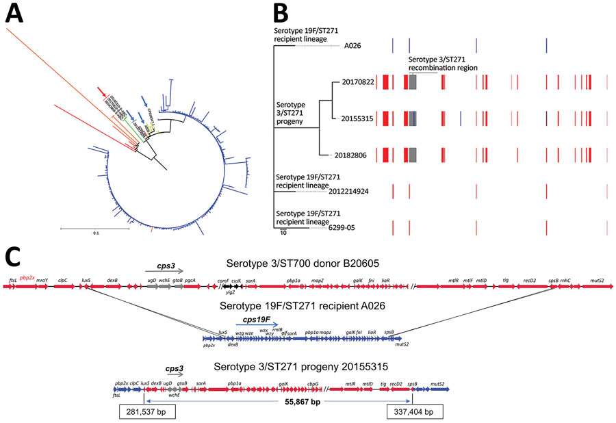 Streptococcus pneumoniae serotype 3/ST271 lineage resulting from a recombination event between a 19F/ST271 recipient and 3/ST700 donor. A) Phylogenetic tree showing progeny serotype 3/ST271 isolates 20155315-S-ABC, 20170822-S-ABC, and 20182806-S-ABC (red arrow) most closely related to the putative recipient 19F/ST271 isolates 6299-05 and 2012214924 (blue arrows). The most closely related ST271 single contig reference is A026 (also indicated with blue arrow). Branch colors: yellow, additional 19F/ST271 Active Bacterial Core surveillance (ABCs) isolates and single contig references; red, single-locus variant single contig references or ABCs isolates; orange, double-locus variant single contig reference or ABCs isolates; blue, ST320 ABCs isolates. Zero-, single-, and double-locus variant, single contig references were identified by using the PubMLST database (https://pubmlst.org). Scale bar corresponds to 1,062 single nucleotide polymorphisms. B) Phylogenetic alignment of the 3 recombinant serotype 3/ST271 isolates and closest known genomic matches of the ST271 recipient lineage and a schematic of recombinant genome fragments, represented by rectangular blocks, that were predicted by Gubbins (10). Block locations and sizes are relative to the aligned genomes; red blocks represent sites in common between >2 isolates (1 site, <150 bp in length, was not counted among the 17 total shown), blue blocks sites unique to a given isolate, and gray blocks the serotype-switch fragment that replaced the corresponding cps19F region within the recipient 19F/ST271 strain. The cps3 locus was not identified using Gubbins because of its complete divergence from cps19F and instead was identified using ProgressiveMauve (12) within the encompassed 55.9 kb fragment (panel C). Gray block contains cps3, pbp1a (PBP1A-17), trigger factor, and choline binding protein G genes. C) Schematic illustrating ancestral recombination event between the 3/ST700 donor (B20605) and 19F/ST271 recipient (A026) to yield the 3/ST271 progeny (20155315-S-ABC). Deduced crossover points, including coordinates in the progeny, are shown. luxS and spsB genes are shown as blue/red hybrids. The minimum genes of the cps3 operon required for polysaccharide capsuale biosynthesire shown in gray (ugd, wchE, gtaB). Genes with arrows in black differ between B20605 and 73D36881 and are absent in the 3/ST271 isolates. ST, sequence type.