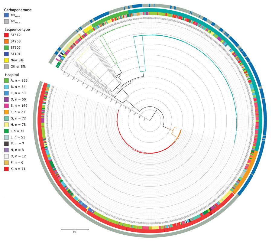 Phylogenetic tree of 989 Klebsiella pneumoniae genomes isolated at hospitals participating in the KPC-producing K. pneumoniae (KPC-Kp) study, Italy. The key shows the number of isolates included in the study provided by each center; 2 samples (1 from each from hospitals A and I) were excluded because the total quality of the assemblies was not sufficient to have high confidence in the SNPs called through all the genome (total coverage <30). Inner circle shows the KPC-Kp mechanism identified; middle circle shows hospitals from which strains were isolated; and the outer circle the shows identified STs. The whole genome core single-nucleotide polymorphisms (SNPs) were extracted from the 989 K. pneumoniae genome assemblies by using kSNP3.0 (https://sourceforge.net/projects/ksnp). Parametric maximum-likelihood estimation (general time-reversible plus gamma distribution plus invariable sites) analysis with 1,000 bootstrap estimates was used to infer the phylogeny. We used IQ-TREE (http://www.iqtree.org) to generate the tree and iTOL (https://itol.embl.de) to draw the tree. Major STs are represented by branch colors; ST512 and ST307 were the predominant STs. Major branches have bootstrap values >0.75 for branch support. Scale bar indicates nucleotide substitutions per site. KPC, Klebsiella pneumoniae–carbapenemase; ST, sequence type.